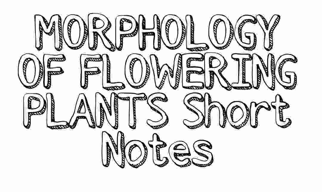 Morphology of flowering plants notes for neet