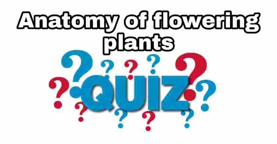 Anatomy of Flowering Plants Quiz