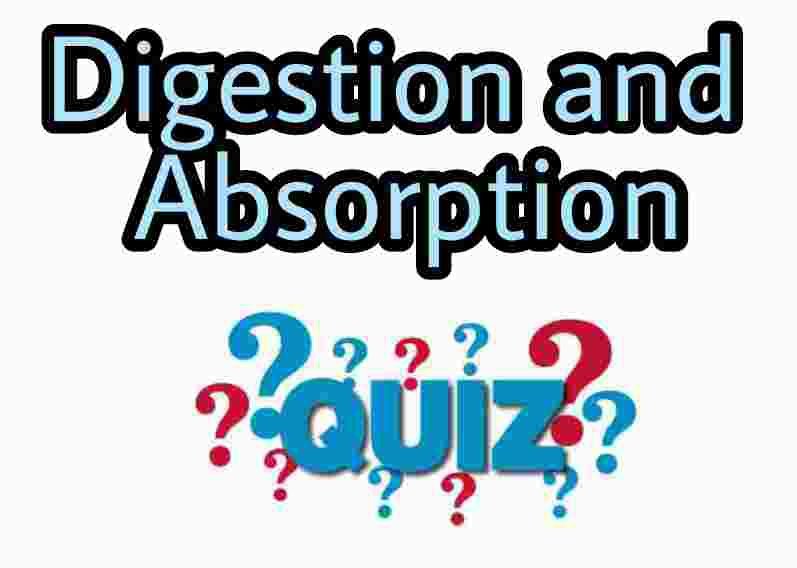 Digestion and Absorption Quiz