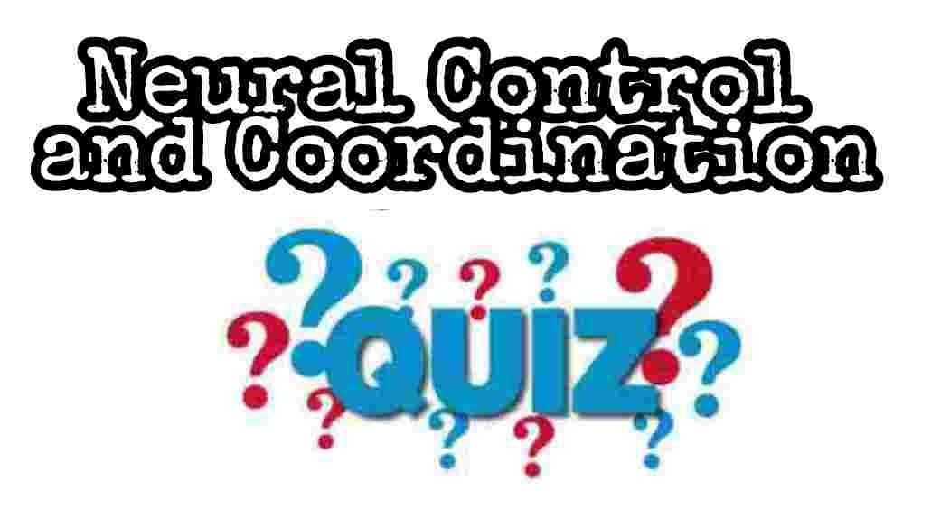 Neural Control and Coordination Quiz