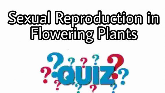 Sexual Reproduction in Flowering Plants Quiz