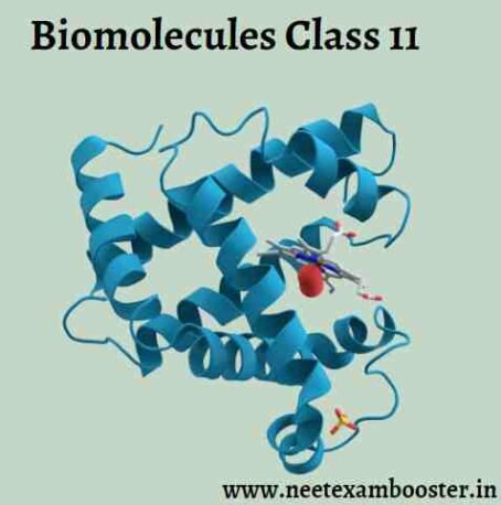 Biomolecules Class 11