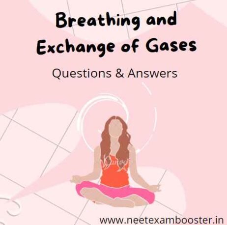 Breathing and Exchange of Gases Class 11