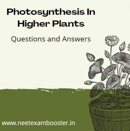 Photosynthesis In Higher Plants Class 11