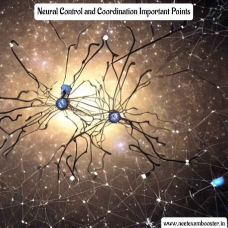 Neural Control and Coordination Important Points