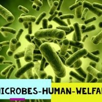 Microbes in Human Welfare Notes Class 12- Best Revision Short Notes For NEET and CBSE