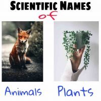 Scientific Name of Plant and Animals for NEET – Important For Class 11 & 12