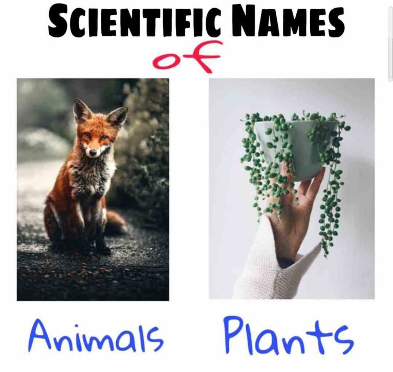 scientific-name-of-plant-and-animals-for-neet-important-for-class-11