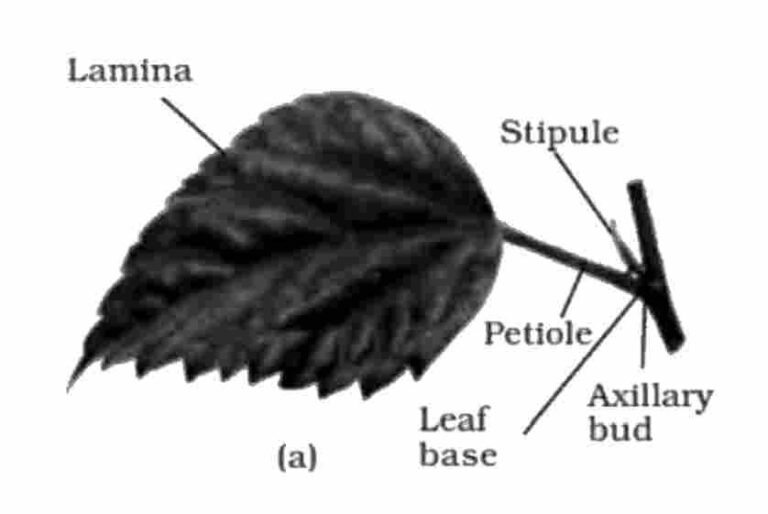 Morphology Of Flowering Plants Notes for neet class 11 – important ...