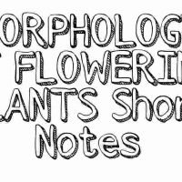 Morphology Of Flowering Plants Notes for neet class 11 – important short notes