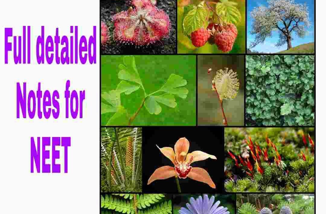 What are the characteristics of plants information