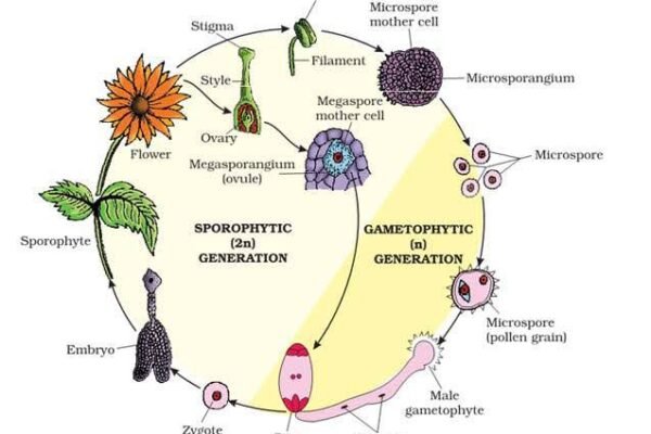 plant-kingdom-important-questions-and-answer-pdf-biology-class-11