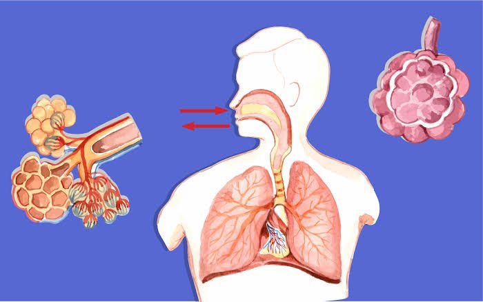 Breathing And Exchange Of Gases MCQ Important Questions For NEET – Biology Class 11 Chapter 17 NCERT