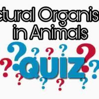 Structural Organisation in Animals Quiz For NEET – Class 11 Chapter 7 Biology Important Questions MCQ