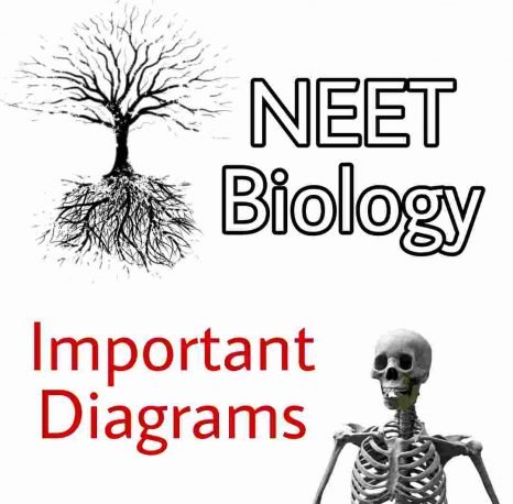 [PDF] Important Biology Diagrams For NEET and CBSE PDF Download From All Chapters – NCERT Class 11, Class 12