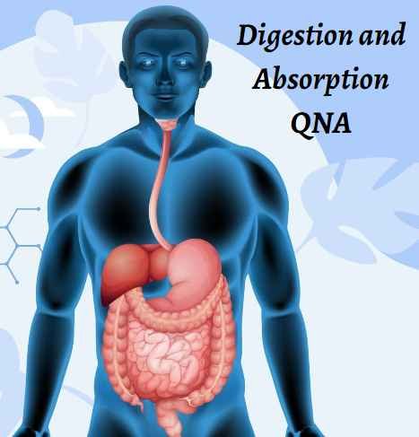 Digestion and Absorption Class 11