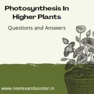 Photosynthesis In Higher Plants Class 11 Important Questions And Answers