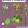 Morphology Of Flowering Plants