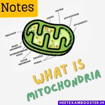 What is Mitochondria