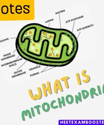 What is Mitochondria