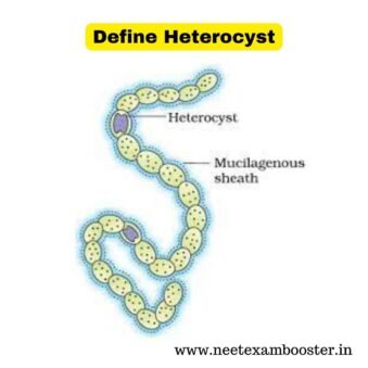 Heterocyst