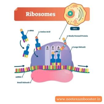 Ribosomes