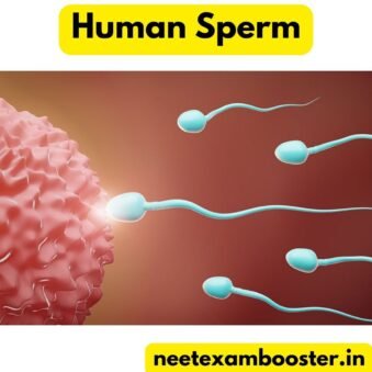 sperm